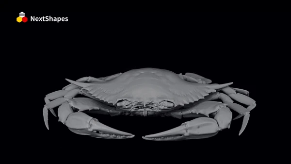 Front view of 3D printed hairy crab model made with NextShapes Standard Pro rigid standard resin, showcasing smooth shell and well-restored fine texture details