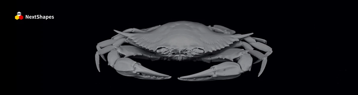 Front view of 3D printed hairy crab model made with NextShapes Standard Pro rigid standard resin, showcasing smooth shell and well-restored fine texture details