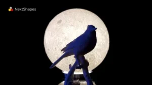 Scene display of 3D printed blue bird under the moon made with NextShapes Standard PLA filament, showcasing ease of use, consistent color, and warp-free printing results